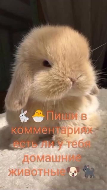 Домашние животные