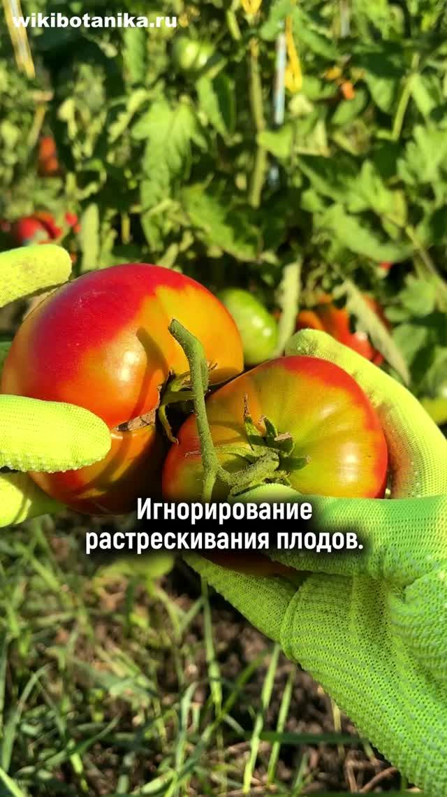 Эти ОШИБКИ ТОМАТЫ не прощают. Часть 2