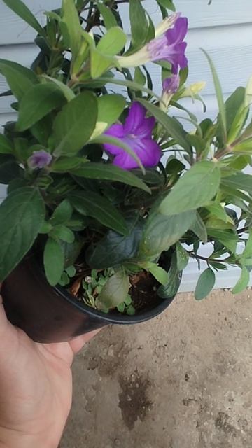 Еще новенькая: Руэллия !