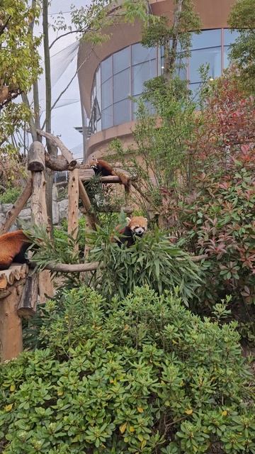 Pos Panda Life