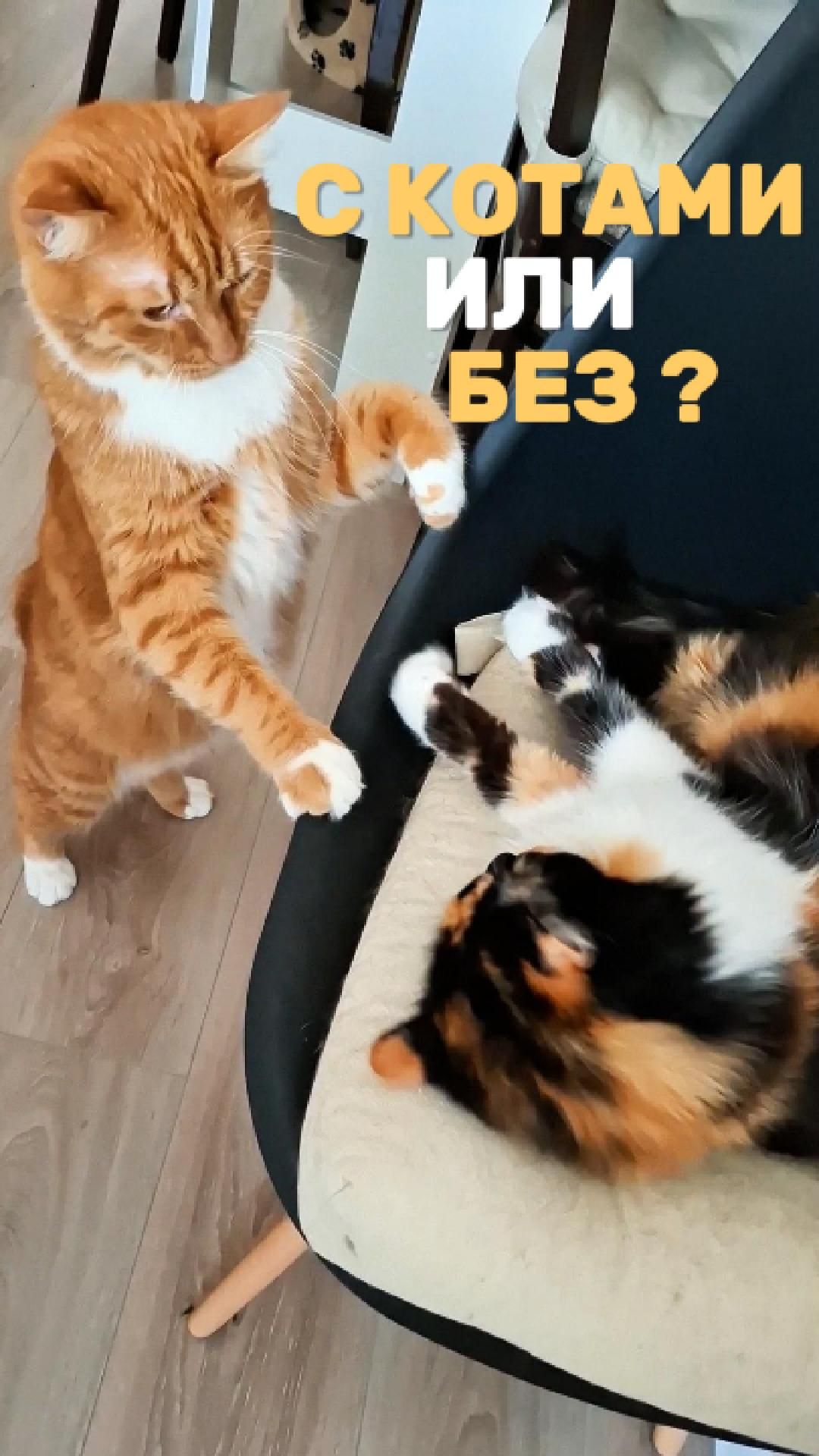 С котами или без