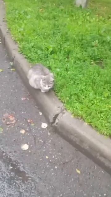 Кот