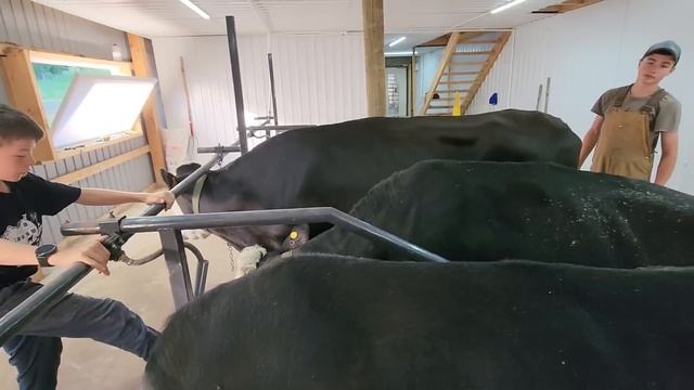 #426 We’re Shocked How Fast The Cows Adapted! 29.06.2026