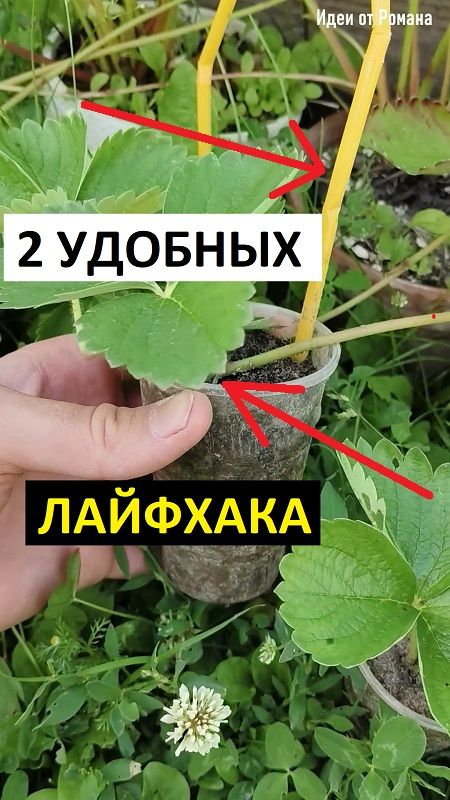 Как я делаю рассаду клубники