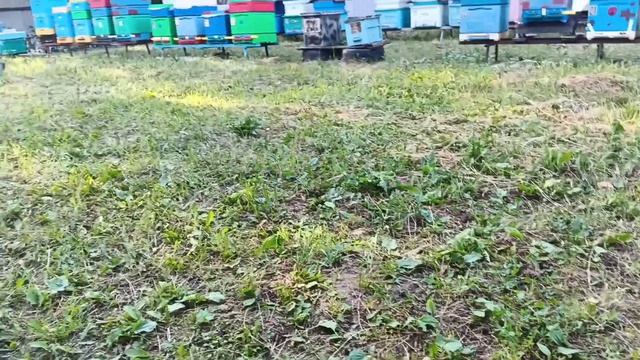 2.07.26. Когда рой не вышел из роевого состояния!