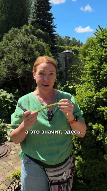 Ель обыкновенная ‘Дунданга’