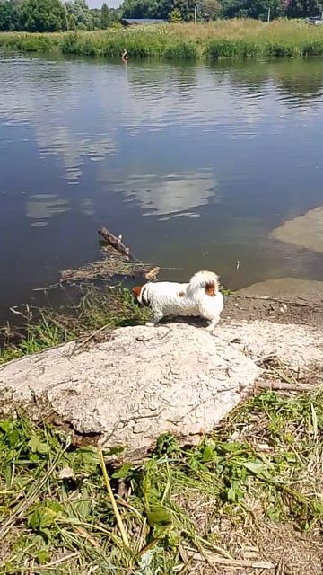 Убрали брëвна от моста 02.07.2026.