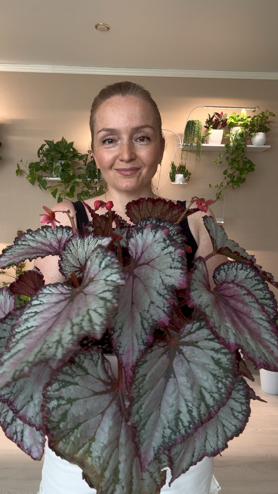 Мои бегонии🩷 #цветы #комнатныерастения #plants