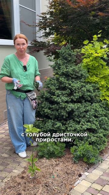 Карликовые хвойные. Ель сербская ‘Wodan’