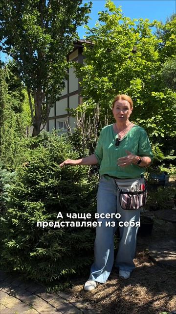 Потомство ведьминых метел