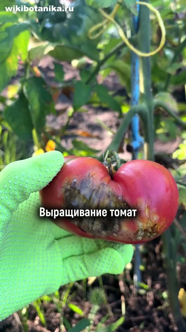 Эти ОШИБКИ ТОМАТЫ не прощают. Часть 3