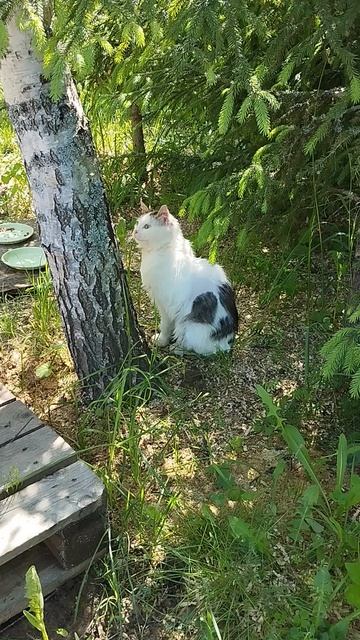 Моя любопытная дикарка .Блохастик