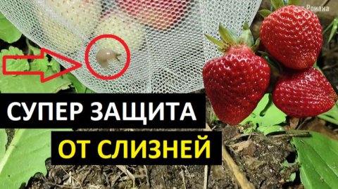 КАК ЗАЩИТИТЬ КЛУБНИКУ ОТ СЛИЗНЕЙ