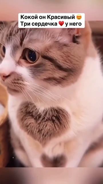 Клип meowtaverse
