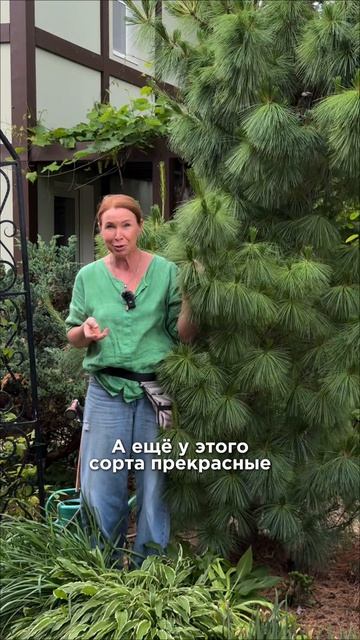 Самые беспроблемные пушистые сосны