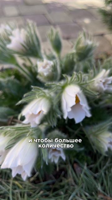 Прострелы - одни из моих любимых весенних многолетников.