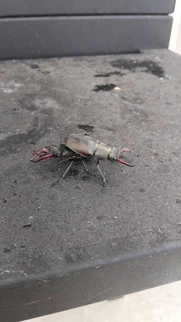 Жуки-олени (Lucanus Cervus)