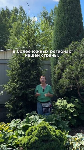 Ель с красными приростами!