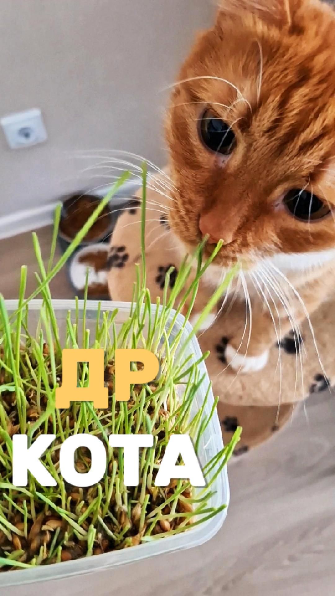 День рождения кота