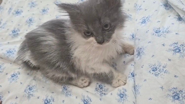 Котик с перетянутой нитками лапкой