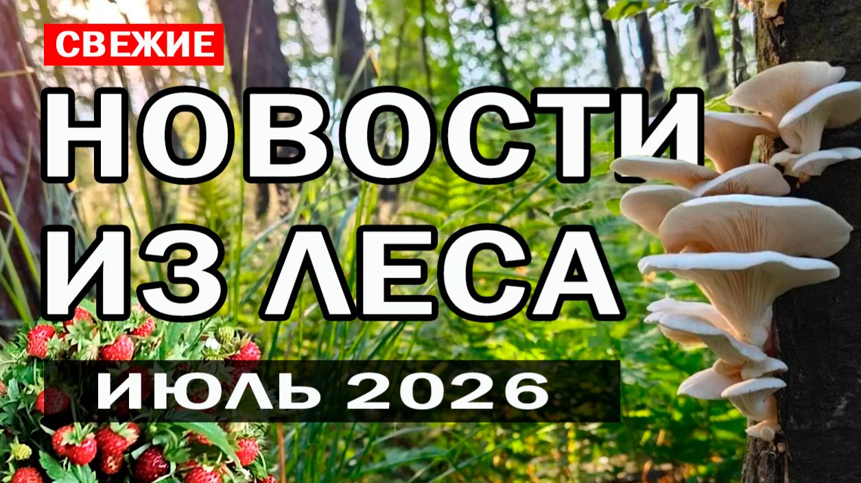 Свежие новости из леса! Начало июля 2026 - Какие грибы сейчас растут в московской области?