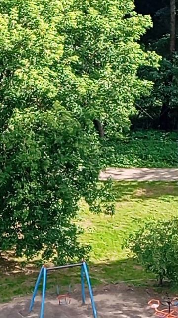 Пополняю грецкими орехами дальние кормушки/Зарисовки конной полиции 04.07.26.