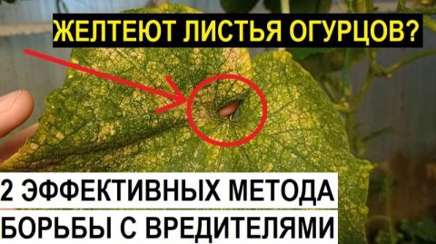 Почему желтеют листья огурцов?