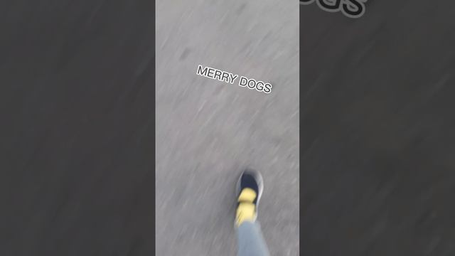 влог со сходки