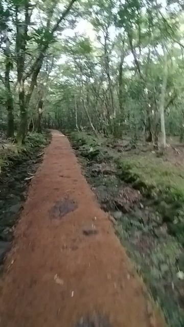Самое начало восхождения на гору Халласан!