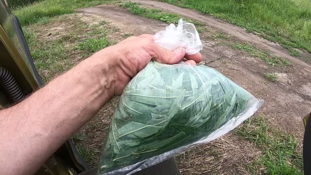 ИВАН ЧАЙ,самый простой способ ферментации. 05.07.2026 г.