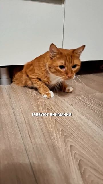 Психолог или кот