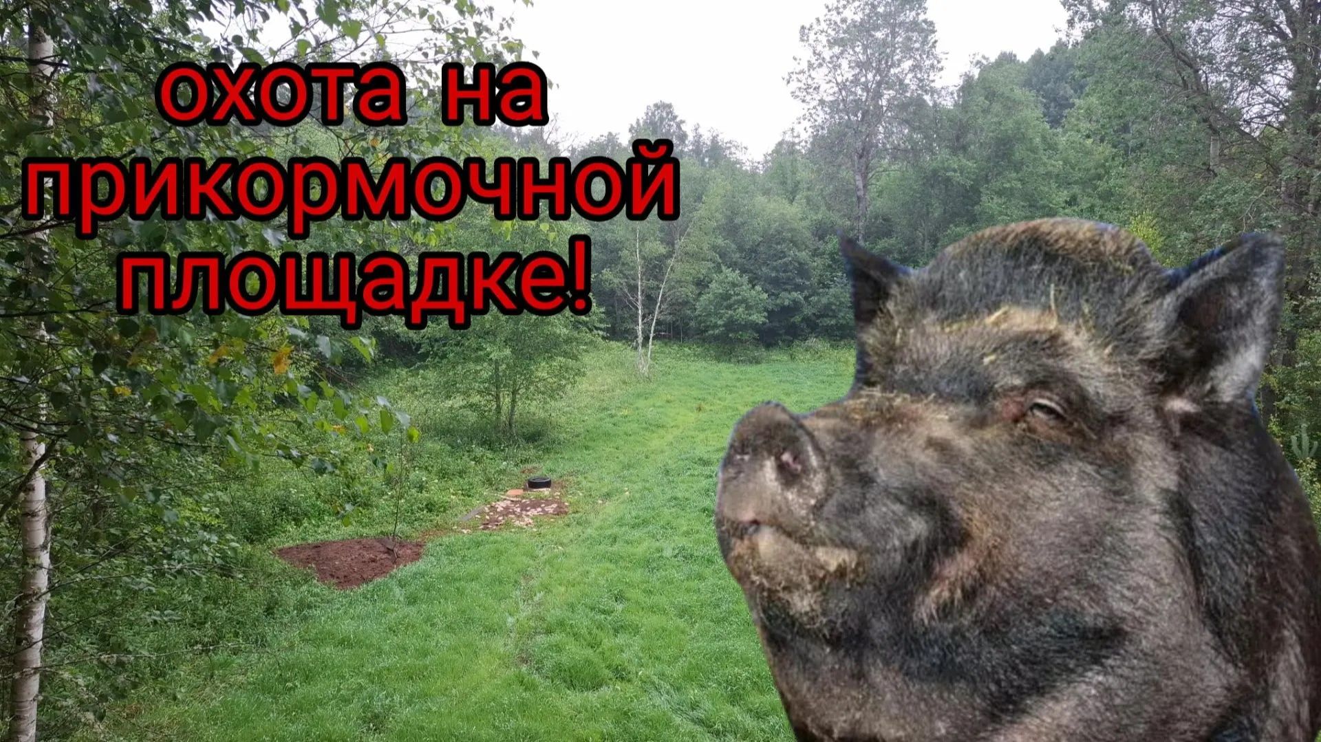 Первая охота на кабана. В июне 2026 года!