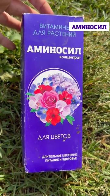 Герань не хочет цвести?