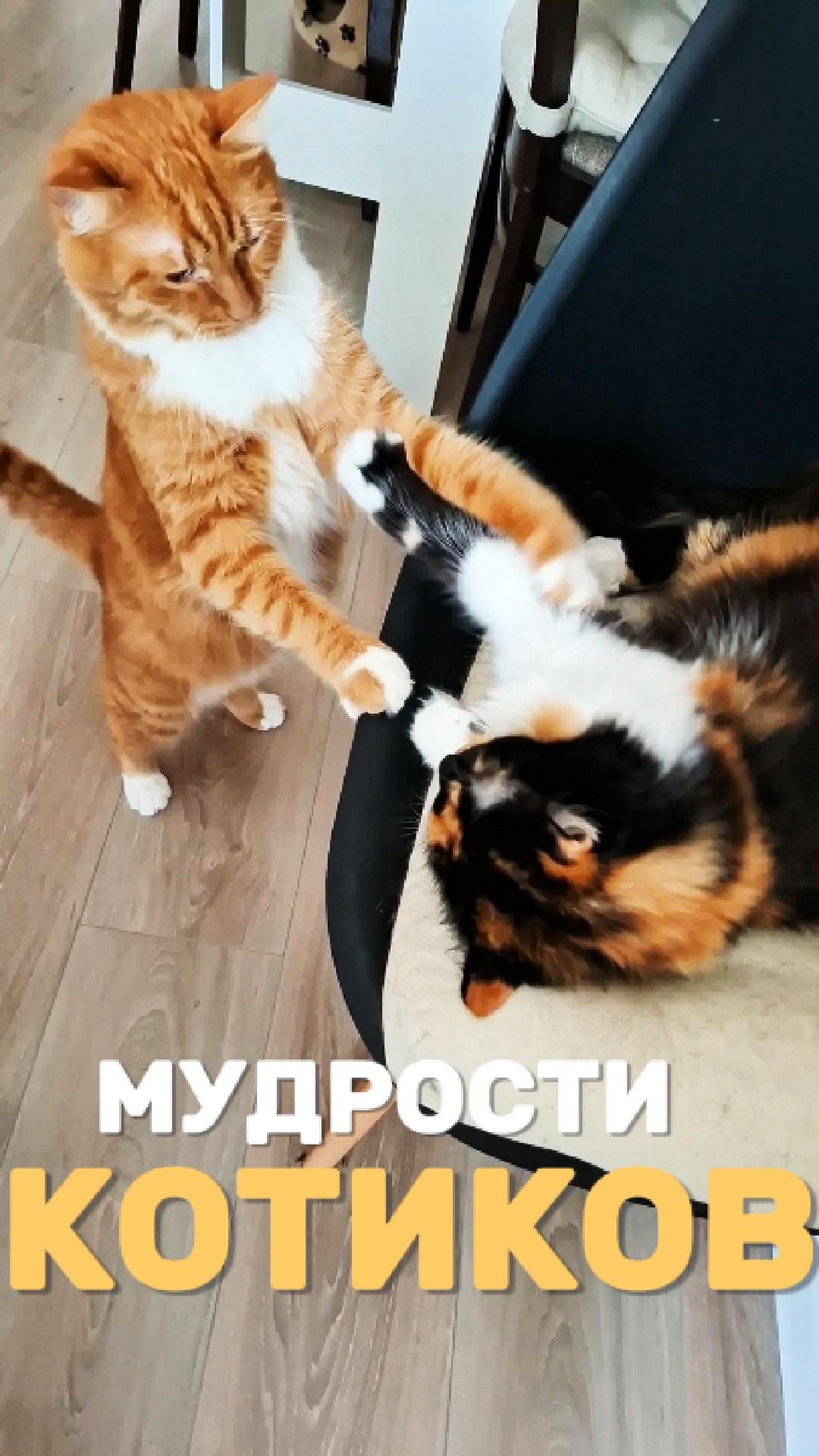 Мудрости котиков
