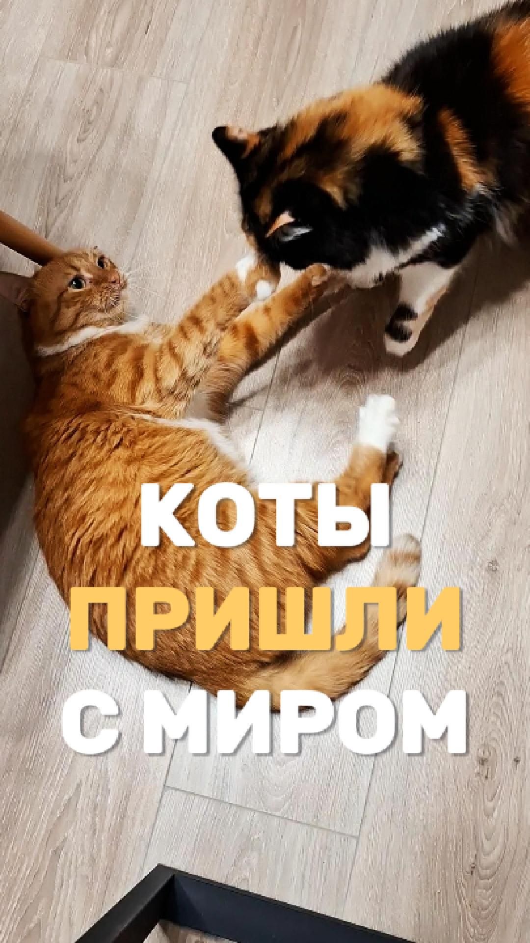 Котики пришли с миром
