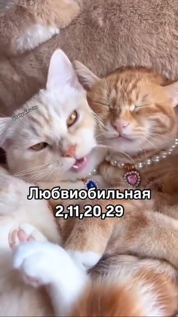 какой ты котик? ❣️ пиши в комментариях