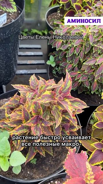 🌿 Хотите, чтобы колеус вырос в настоящий яркий куст с роскошной листвой?