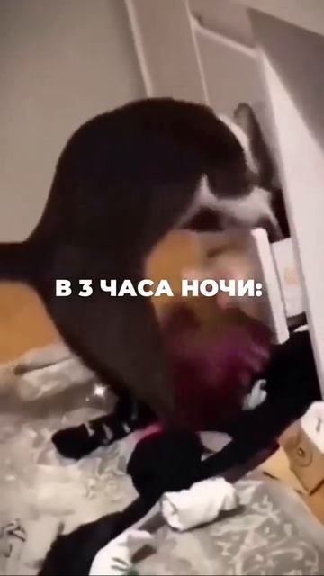 это моя кошка 😍😅