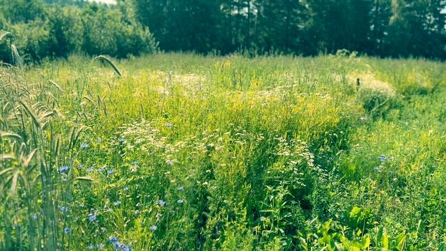 Моя счастливая поляна, любимые васильки, ромашки🌼🤫✨🧚♂️🌼🌾🌳🌱🧚♂️🌱