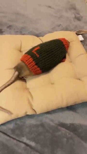 1000020245.mp4