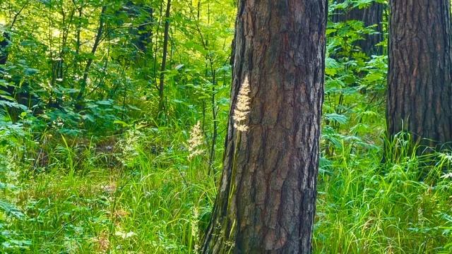 Знойное утро, прогулка по окраинам п. Черемша🌳🌲🌼🌳🏡