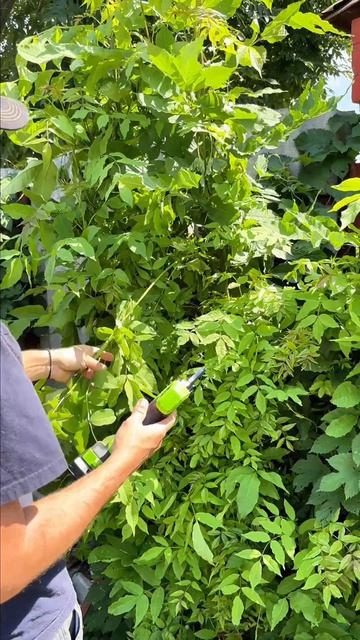 Аккумуляторный секатор Greenworks