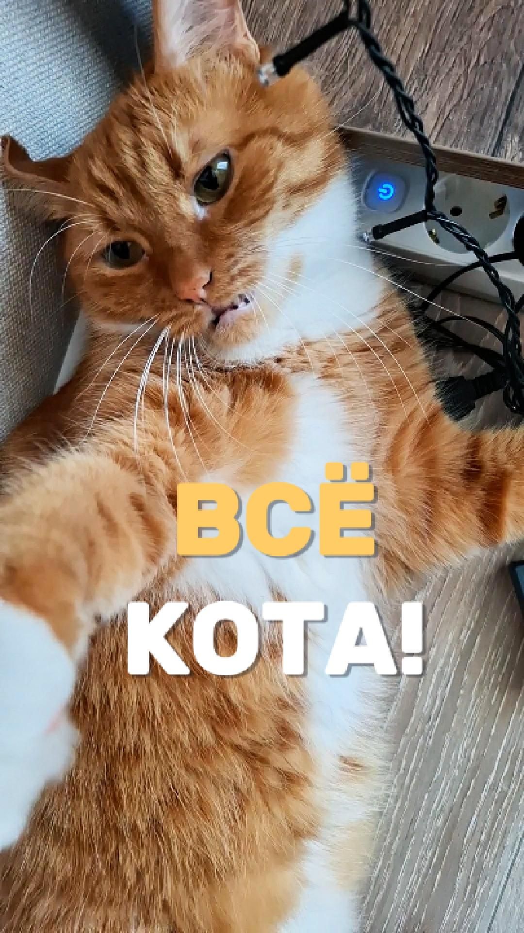 Все кота