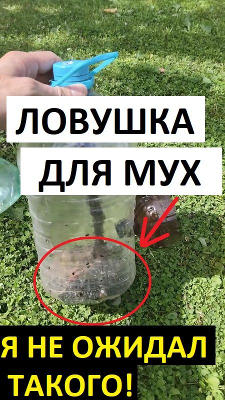 Ловушка для мух своими руками