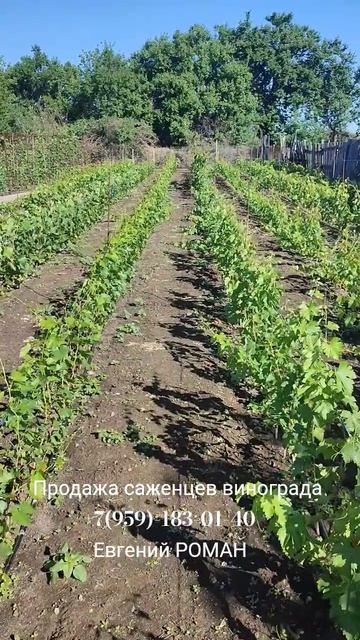 Саженцы винограда  +7(959)-183-01-40 Евгений РОМАН