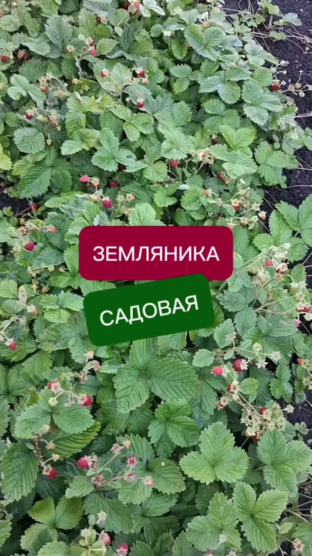 земляника садовая