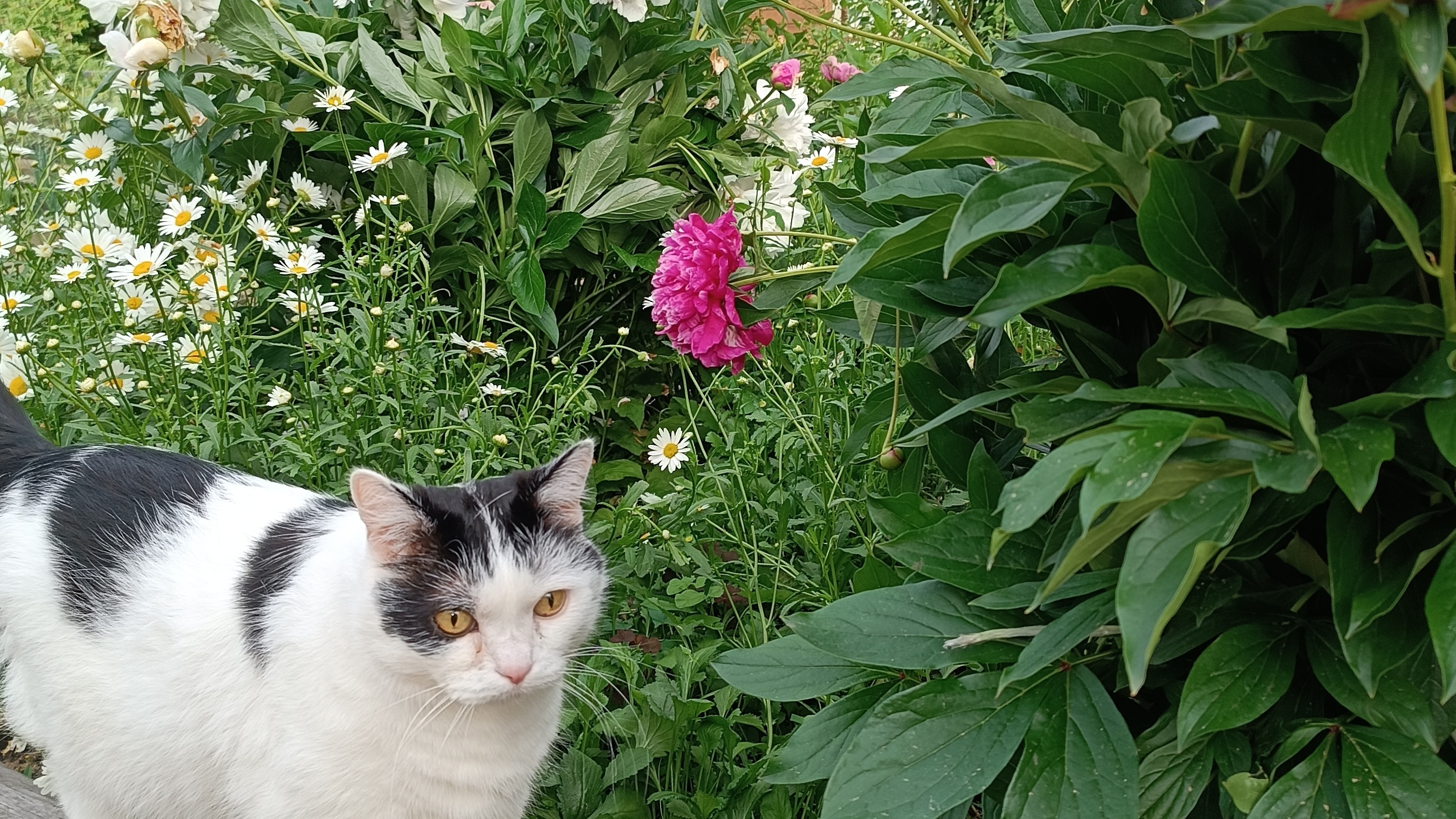 Дачный влог🌺🐿🌞