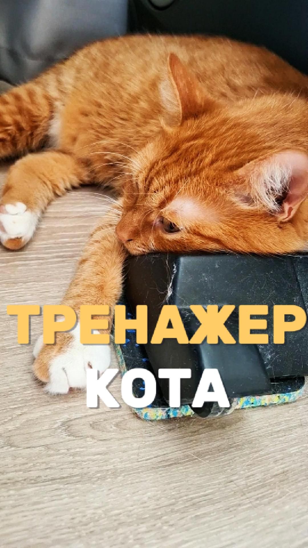 Тренажер кота