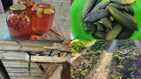 Птенцы пропали ,огурцы собрала ,клубнику пропололи и подкормили .