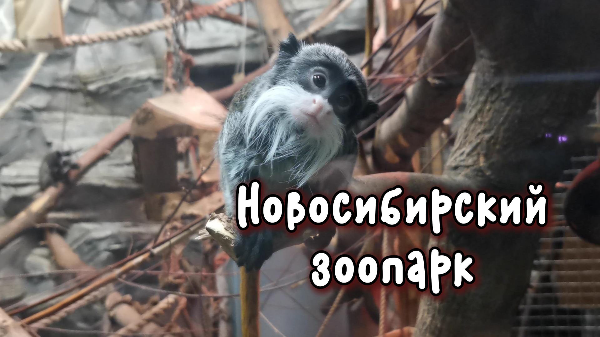 Путешествие по России, посетили Новосибирский зоопарк